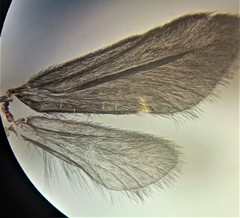 Pycnocentria funerea