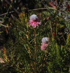 Serruria rosea