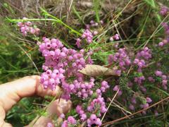 Erica bergiana bergiana
