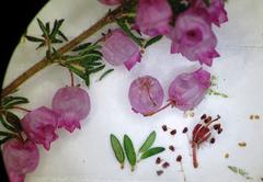 Erica bergiana bergiana