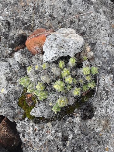 Echinocereus pentalophus