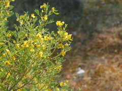 Senna artemisioides coriacea