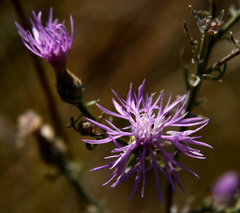 Centaurea paniculata
