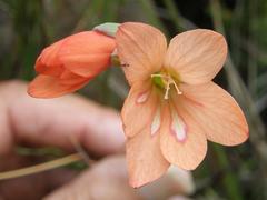 Gladiolus brevitubus