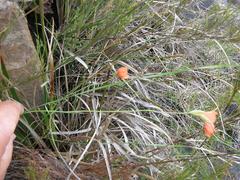 Gladiolus brevitubus