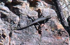 Hemicordylus capensis