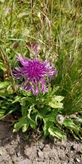 Centaurea scabiosa alpestris