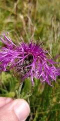 Centaurea scabiosa alpestris