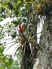 Tillandsia compressa