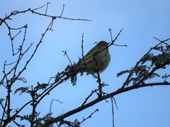 Phylloscopus ibericus