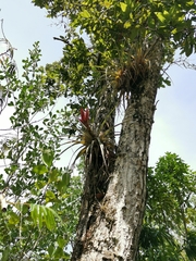 Tillandsia compressa