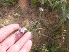 Lobostemon echioides