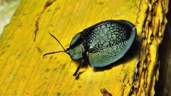 Cyrtonota