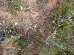 Lobostemon echioides