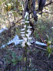 Spiranthes magnicamporum