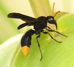 Synagris analis