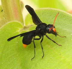 Synagris analis