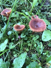 Cortinarius sanguineus