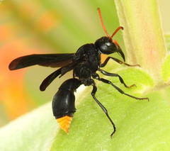 Synagris analis