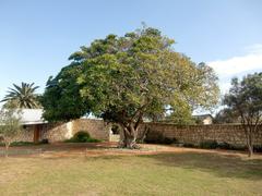 Ficus burkei