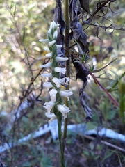 Spiranthes magnicamporum