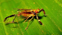 Hesticus