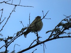 Phylloscopus ibericus