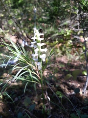 Spiranthes magnicamporum