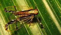 Hesticus