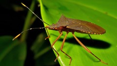 Leptoscelis elongator