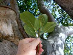 Ficus burkei