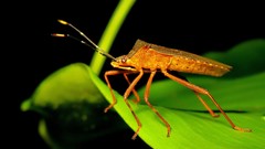 Leptoscelis elongator