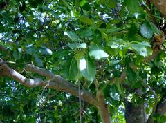 Ficus burkei