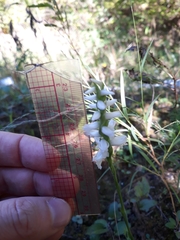 Spiranthes magnicamporum