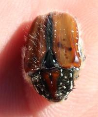 Trichostetha capensis
