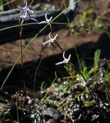 Disa biflora