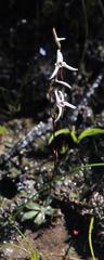 Disa biflora