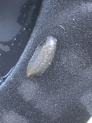 Leptoplanoidea