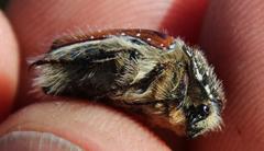 Trichostetha capensis