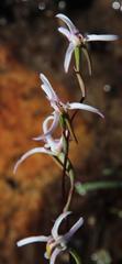 Disa biflora