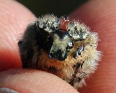 Trichostetha capensis