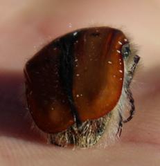 Trichostetha capensis