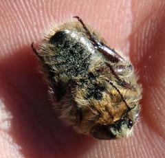 Trichostetha capensis