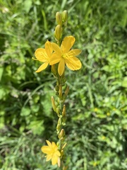 Echeandia montealbanensis