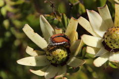 Trichostetha capensis