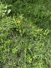 Echeandia montealbanensis