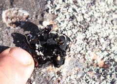 Xanthoparmelia hottentotta