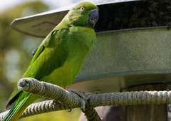 Echo Parakeet photo 1