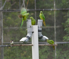 Echo Parakeet photo 4