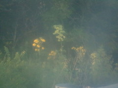 Verbesina alternifolia